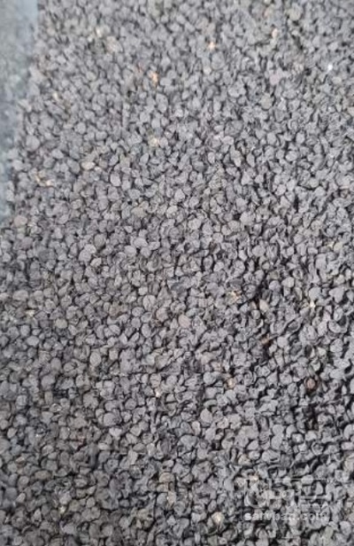 فروش بذر پیاز قرمز بناب