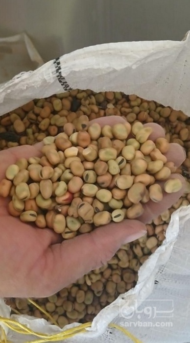 فروش باقلا تازه - باقالی - باقالا