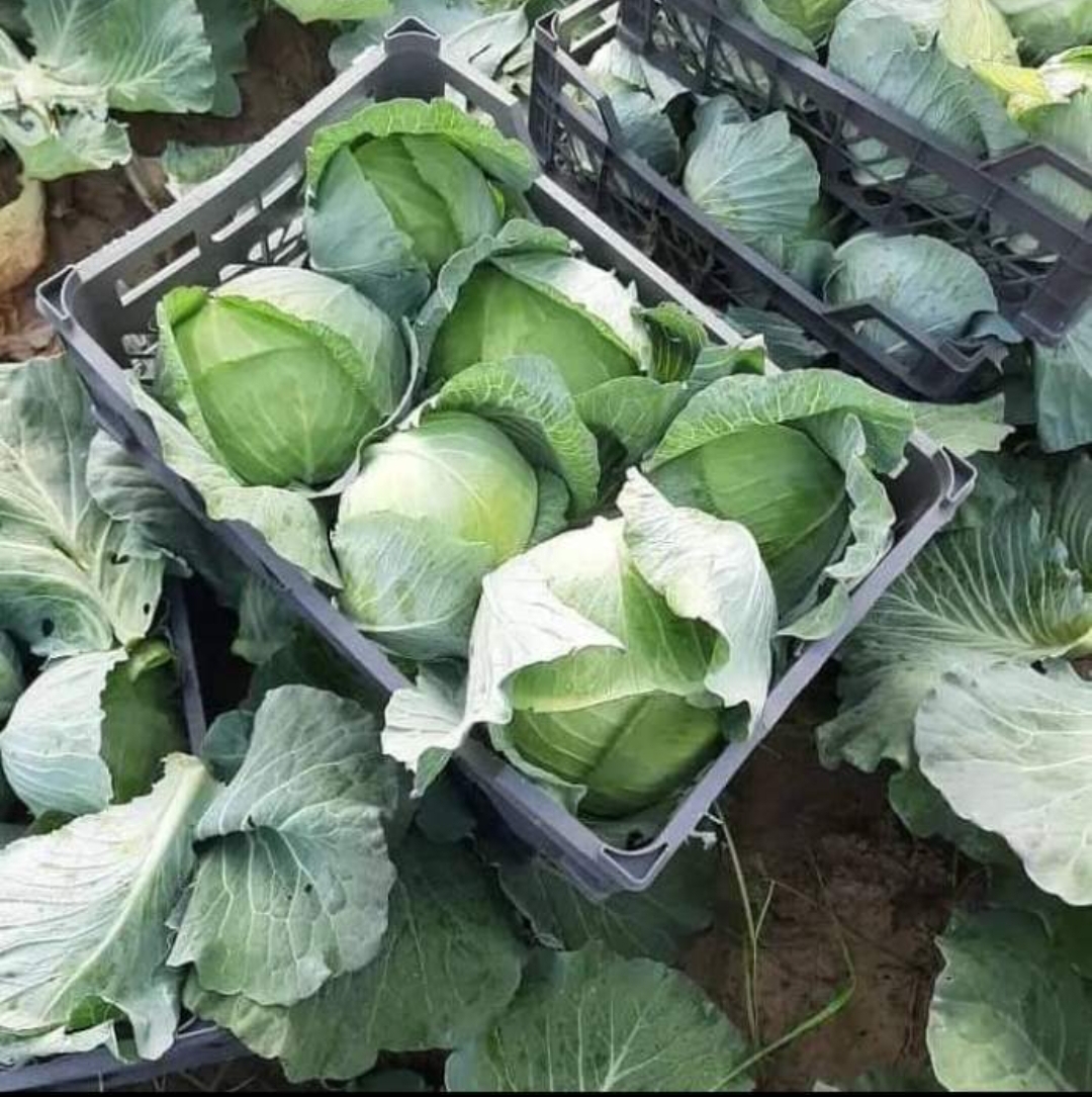 فروش کلم پیچ سفید