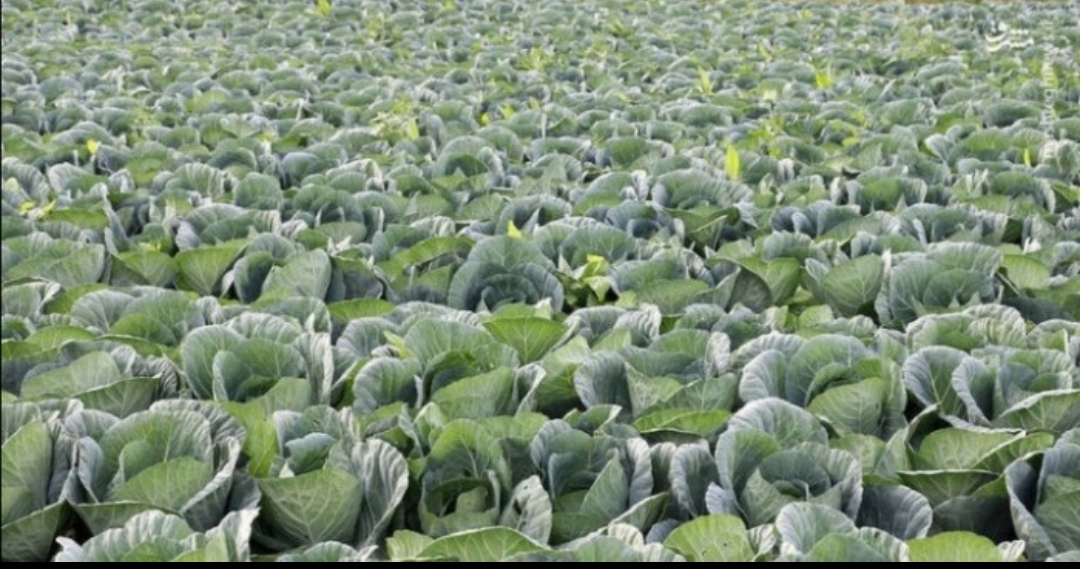 فروش کلم پیچ قرمز