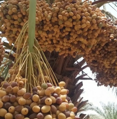 فروش خرما استعمران