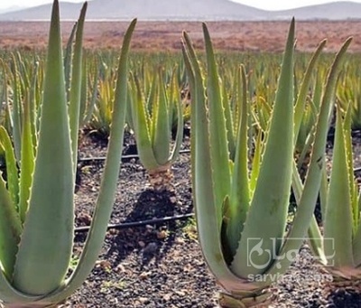 فروش آلوئه ورا (گیاه‌ دارویی)