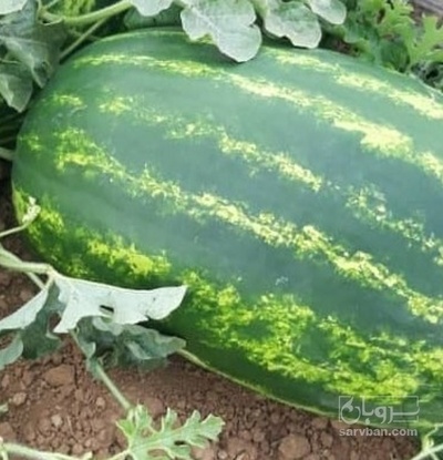 فروش هندوانه b32