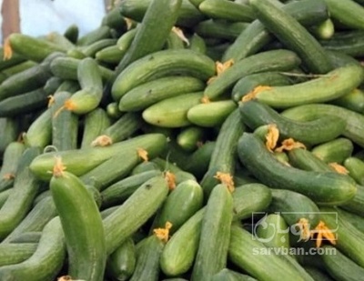 فروش خیار هوای ازاد