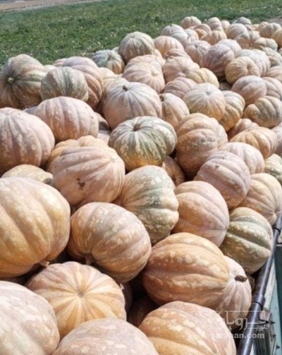 فروش کدو عمانی