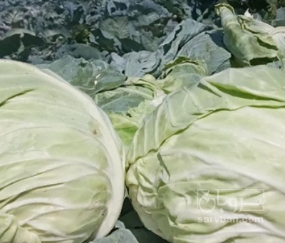 فروش کلم برگی سفید