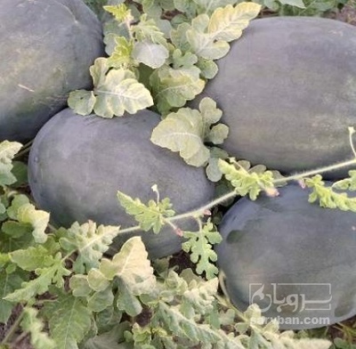 فروش هندوانه گرد مشکی