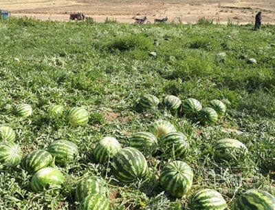 فروش هندوانه گرد خطی