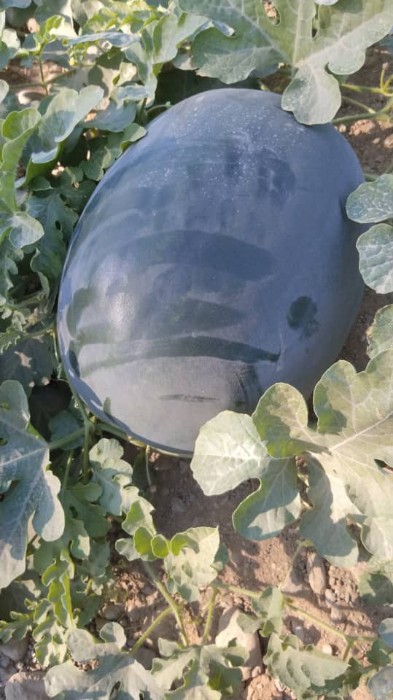 فروش هندوانه