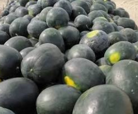 فروش هندوانه گرد مشکی