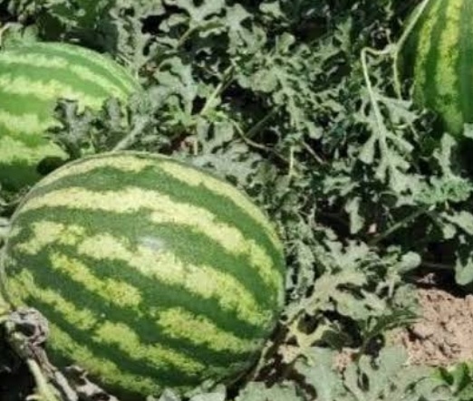 فروش هندوانه یونیژن