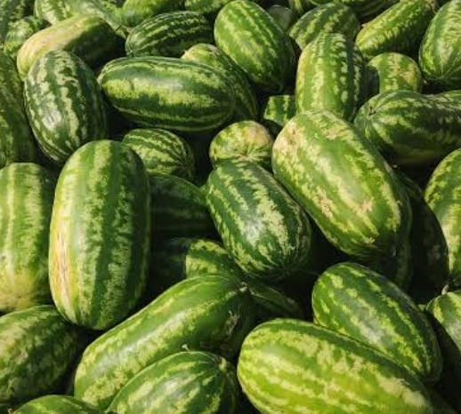 فروش هندوانه بیضی