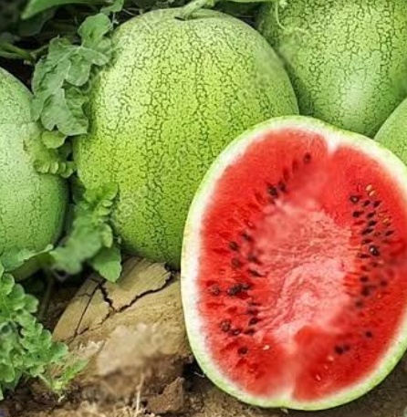 فروش هندوانه 8040