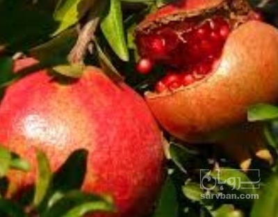 فروش انار توری