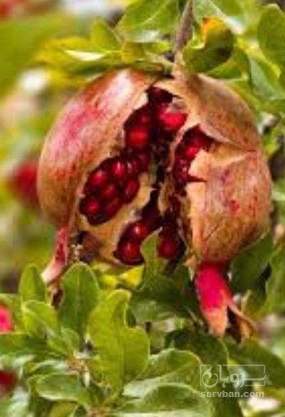 فروش انار توری