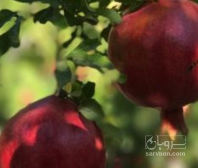 فروش انار