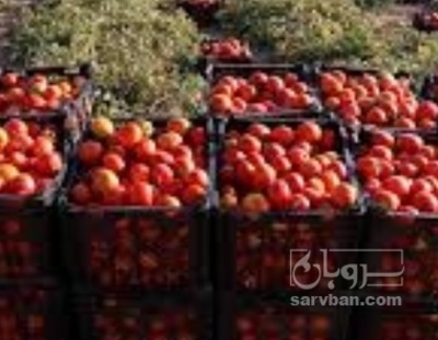 فروش گوجه فرنگی