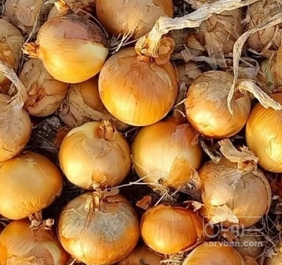 فروش پیاز زرد