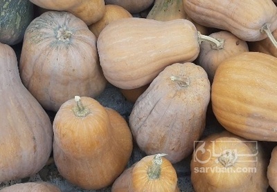 فروش کدو حلوایی