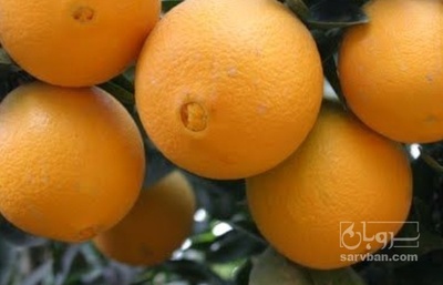 فروش پرتقال فله