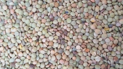 فروش عدس محلی