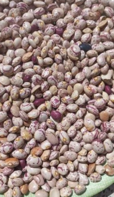 فروش لوبیا چیتی