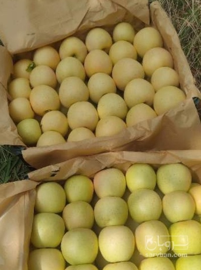 فروش سیب زرد