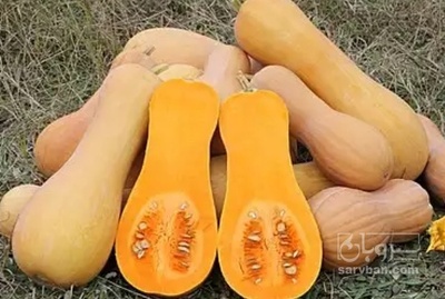 فروش کدو حلوایی