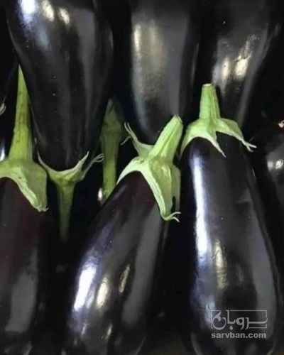 فروش بادمجان لامپی صادراتی 1574