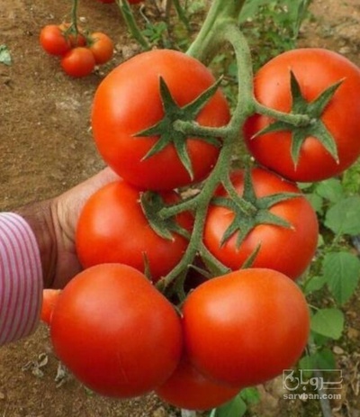 فروش گوجه فرنگی هایدروپونیک دافنیس