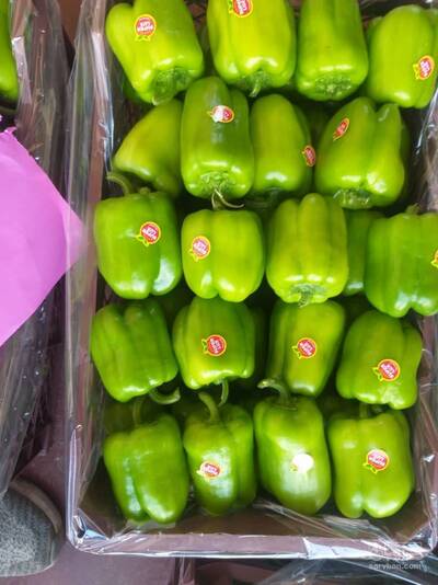 فروش فلفل دلمه ای