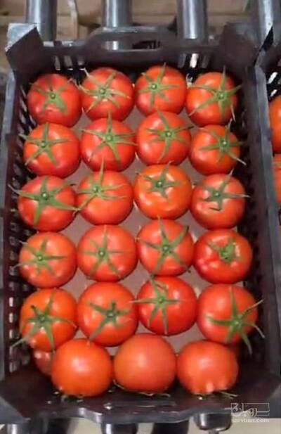 فروش گوجه فرنگی