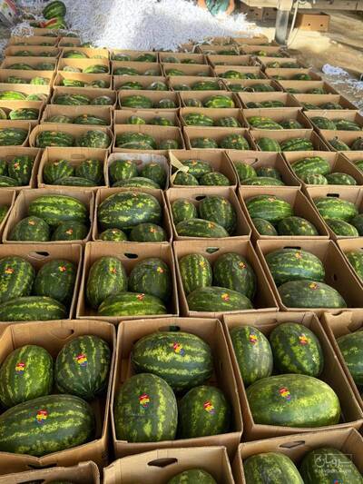 فروش هندوانه