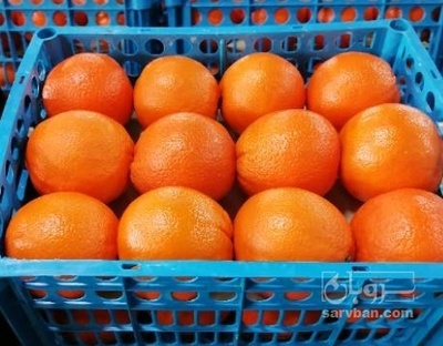 فروش پرتقال تامسون صادراتی