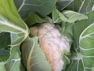 فروش گل کلم