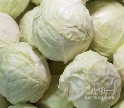 فروش کلم برگی