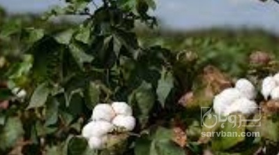 فروش کاه پنبه