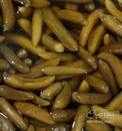 فروش خیار شور ویژه