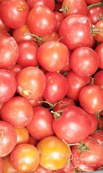 فروش گوجه فرنگی