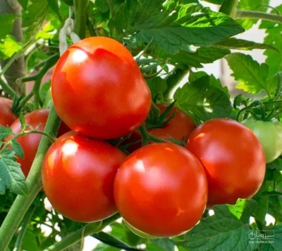 فروش گوجه فرنگی