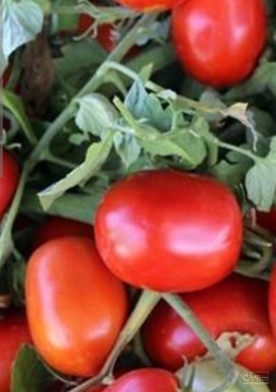 فروش گوجه فرنگی برنتا