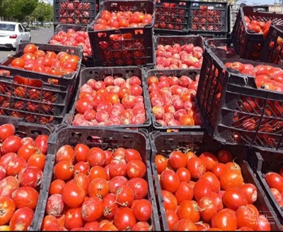 فروش گوجه فرنگی
