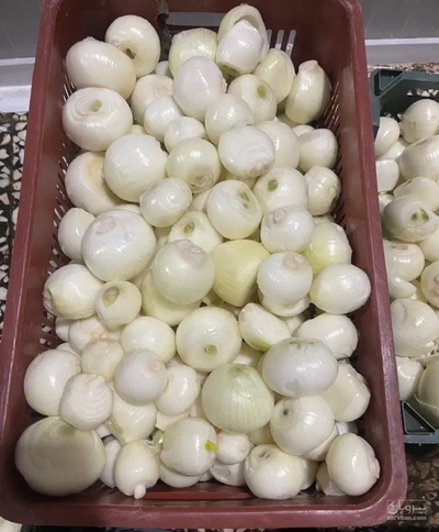 فروش پیاز