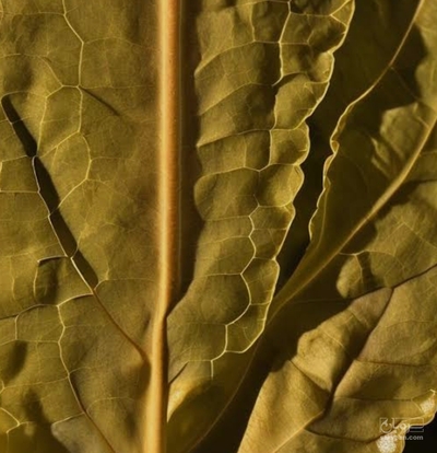 فروش توتون ویرجینیا