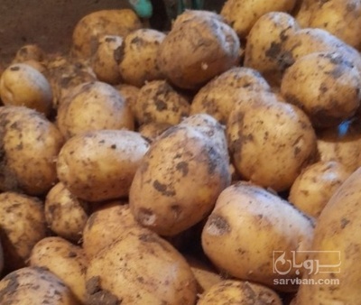 فروش سیب زمینی زیر سورتی