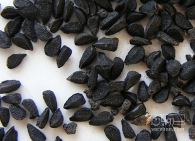 فروش بذر پیاز قرمز