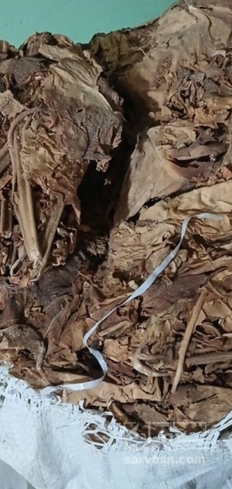 فروش تنباکو کوهی (گیاه‌ دارویی)