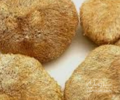 فروش قارچ  یال شیر خشک
