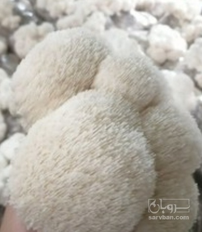 فروش قارچ یال شیر تازه