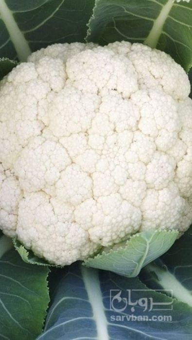 فروش گل کلم